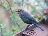 Q0I7750c  Rusty Blackbird (Euphagus carolinus) - fall/winter male